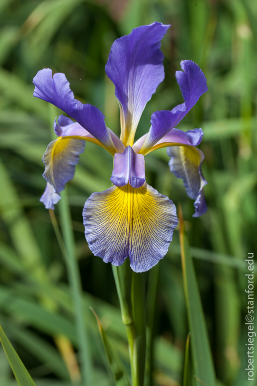 iris